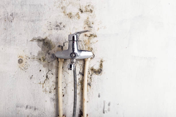 Reliable Lake City, IA Mold Removal Solutions