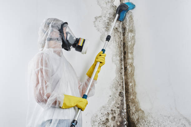 Best Affordable Mold Removal  in Lake City, IA