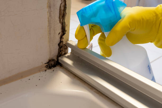 Best Mold Cleaning Services  in Lake City, IA