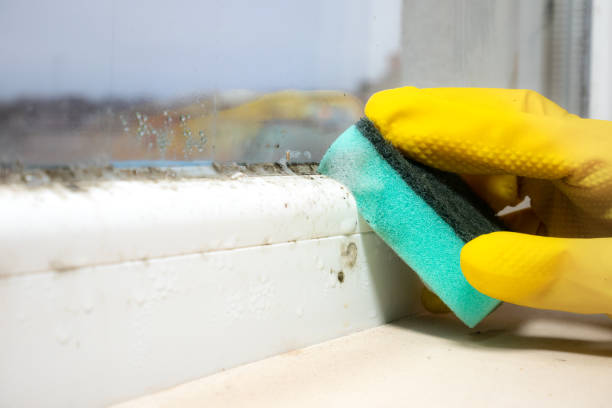 Best Mold Damage Repair  in Lake City, IA