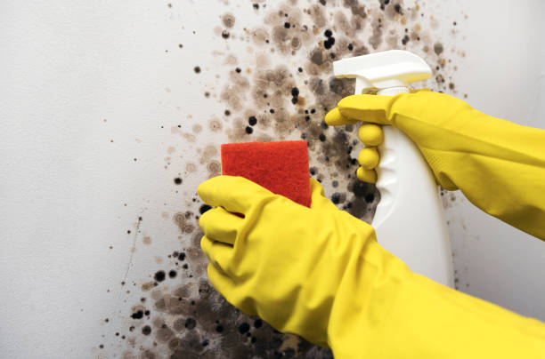 Certified Mold Removal in Lake City, IA