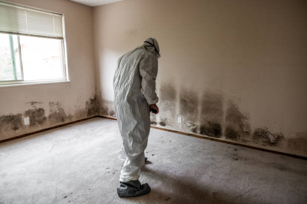 Best Professional Mold Removal  in Lake City, IA