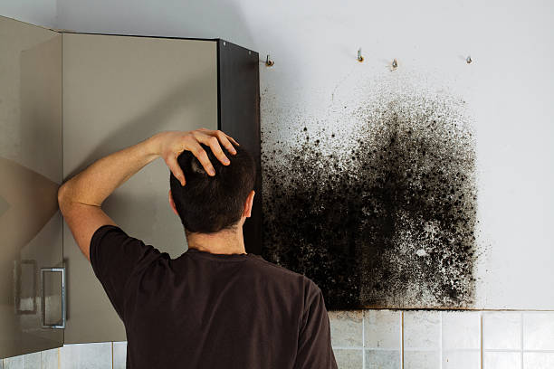 Best Office Mold Removal Services  in Lake City, IA