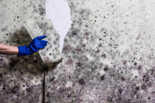 Crawl Space Mold Removal in Lake City, IA