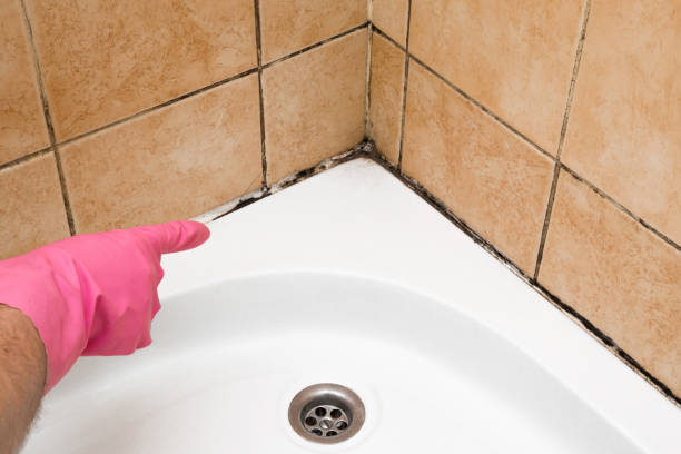 Best Attic Mold Removal  in Lake City, IA