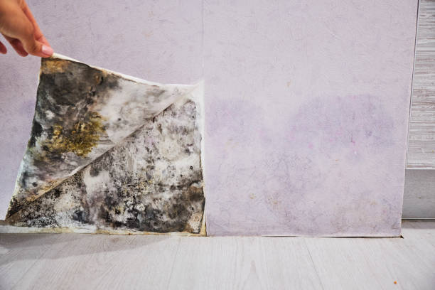 Best Same-Day Mold Removal  in Lake City, IA
